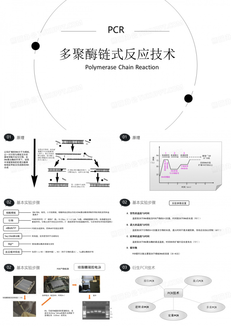PCR技术介绍