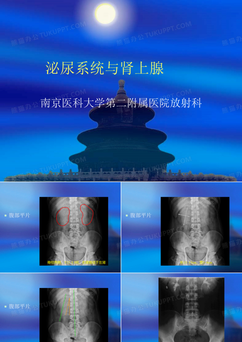 泌尿系统见习
