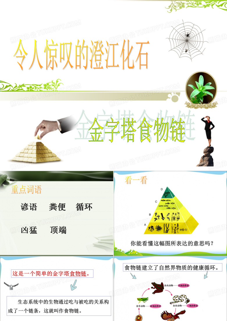 《金字塔食物链》课件