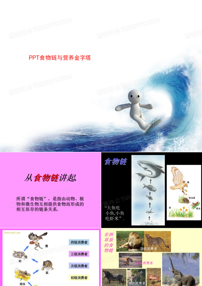 PPT食物链与营养金字塔