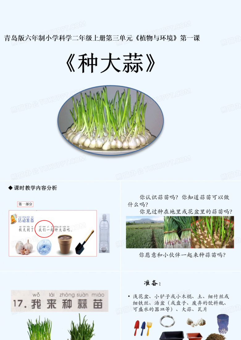 科学活动种大蒜