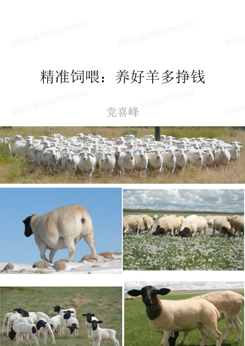 精准饲喂：养好羊,多挣钱
