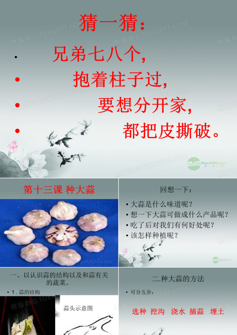 种大蒜教案