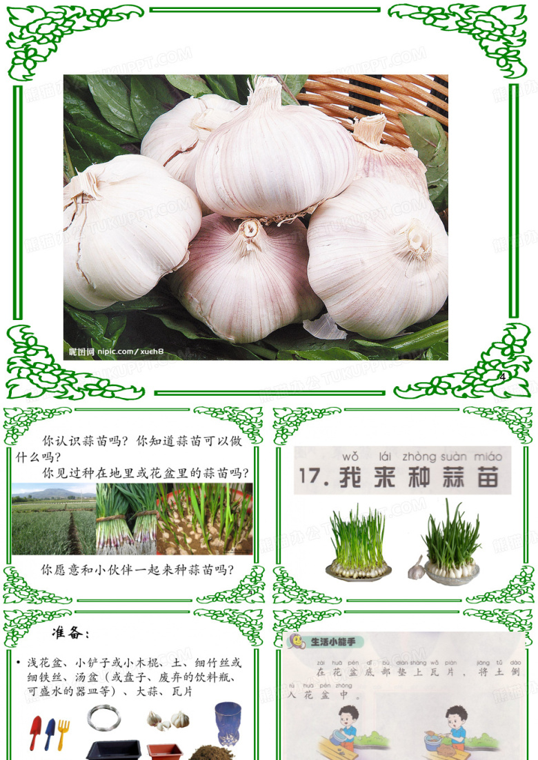 小班科学活动：种大蒜