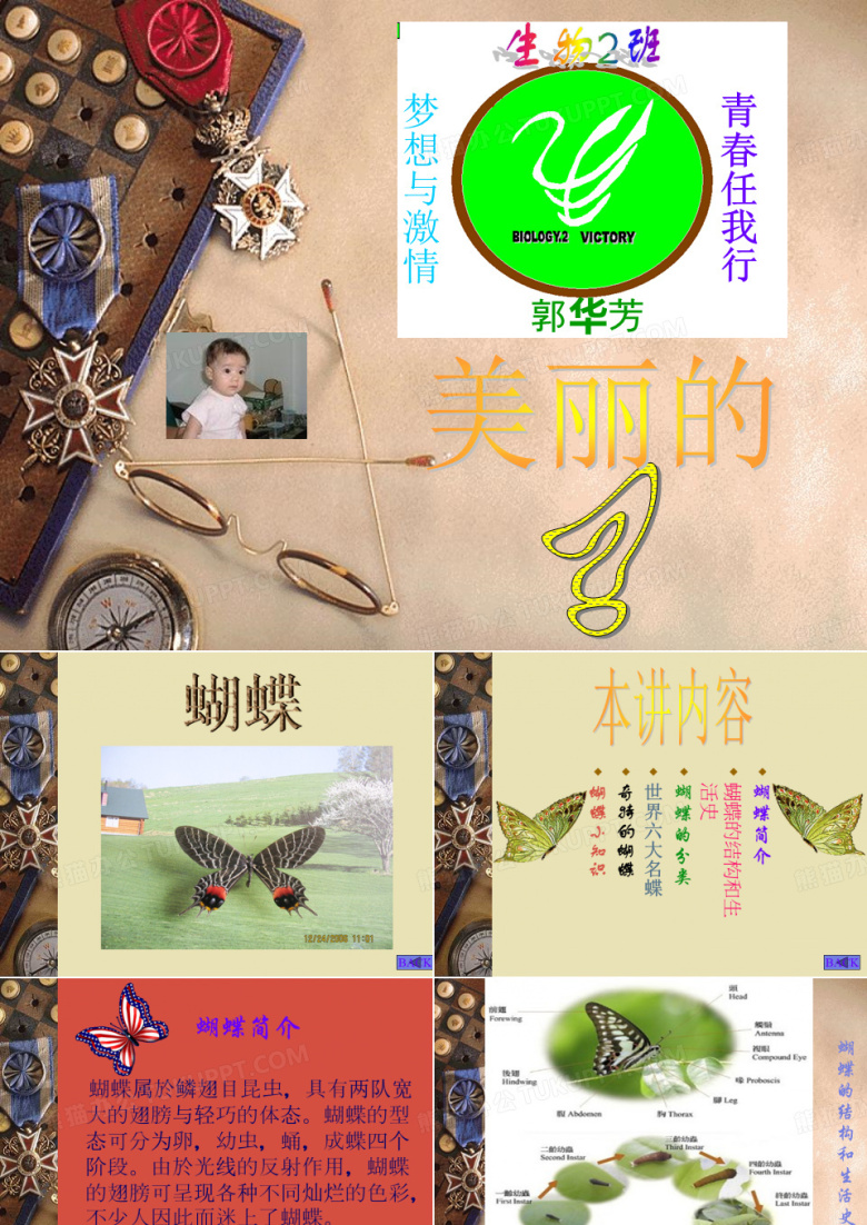 美丽的蝴蝶