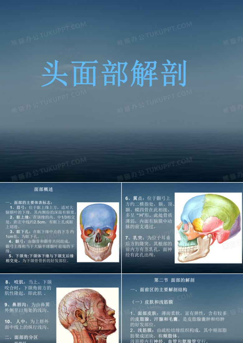面部解剖