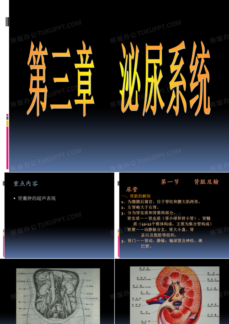 泌尿系统彩超教学