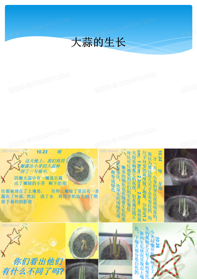 大蒜的生长