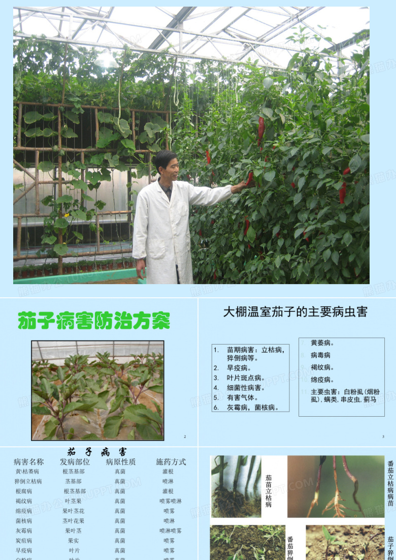 茄子病虫害防治
