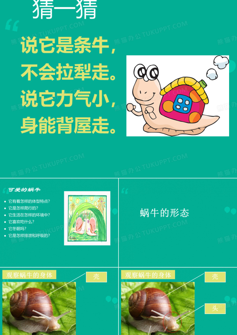 小学三年级科学上册蜗牛(一)课件