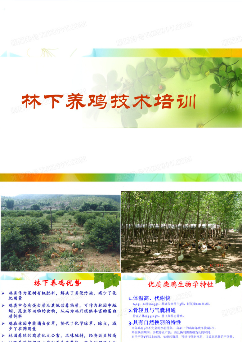 养鸡培训课件：林下养鸡技术培训