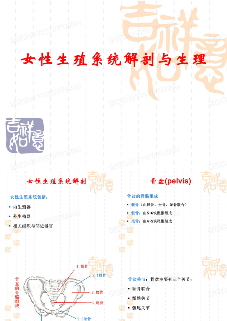 女性生殖系统解剖与生理