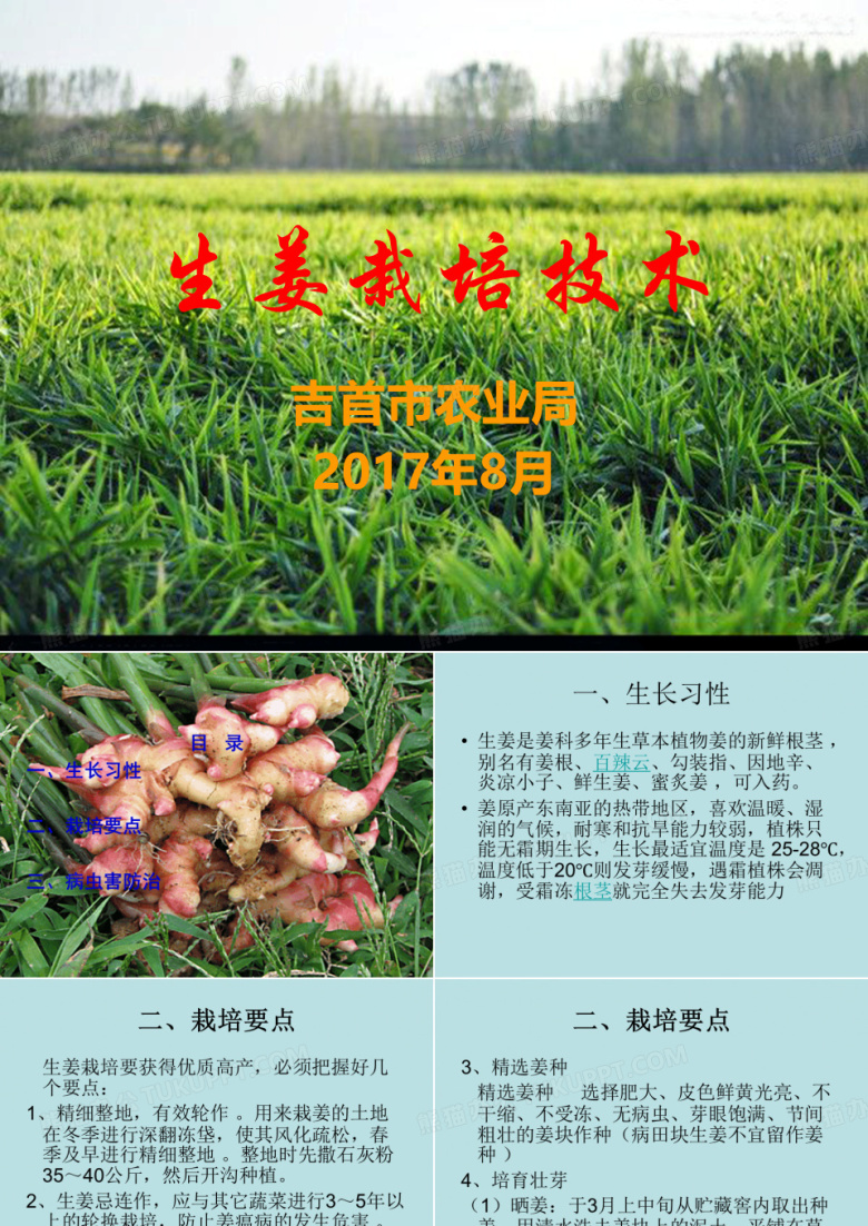 生姜栽培技术