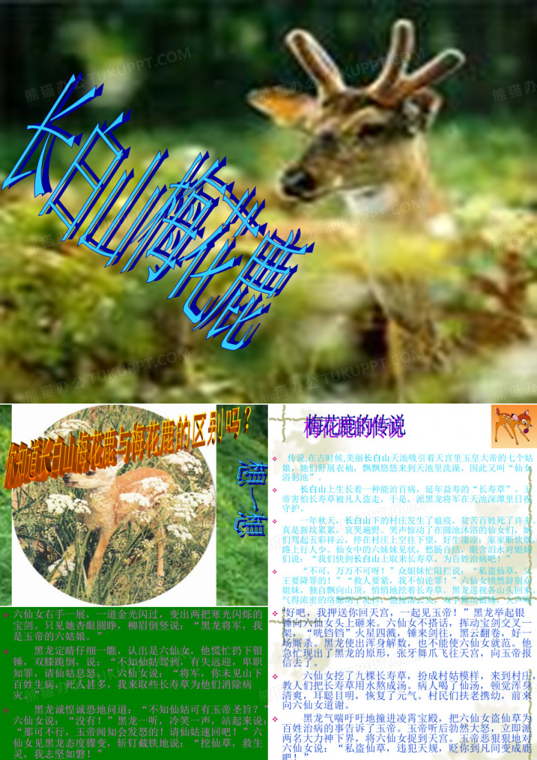 长白山梅花鹿