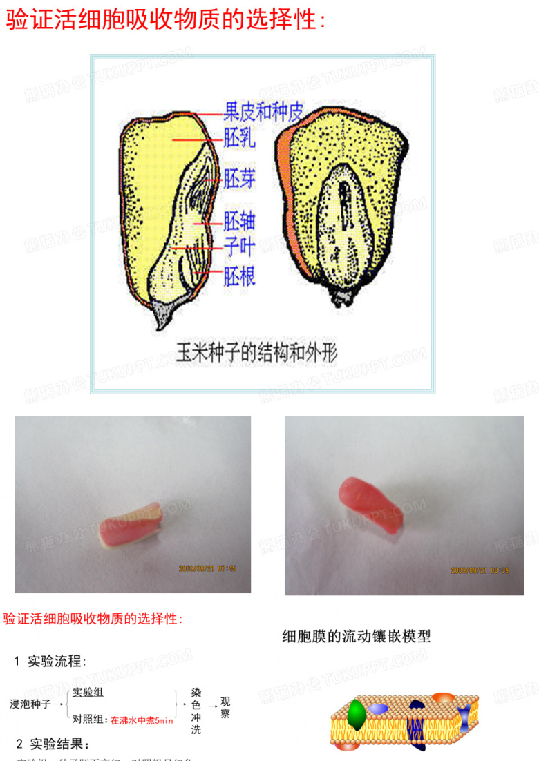 细胞膜与细胞壁