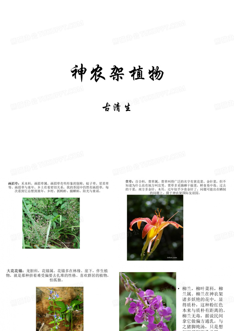 神农架植物