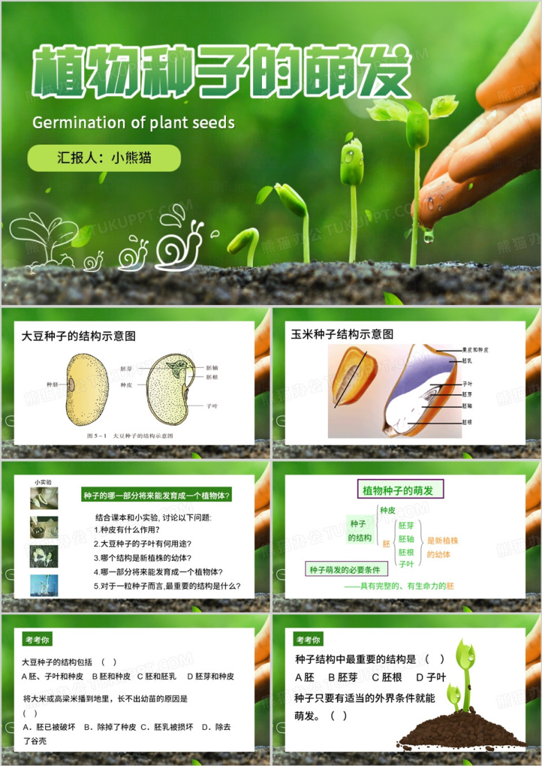 绿色插画风植物种子的萌发PPT模板