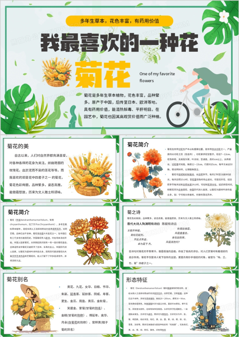 绿色清新风介绍植物菊花PPT模板