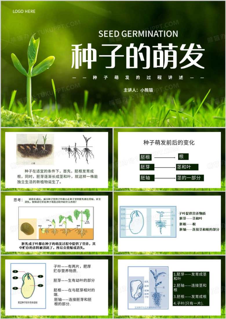 绿色简约风植物种子的萌发PPT模板