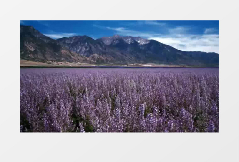 大气唯美高清薰衣草实拍视频（有音乐）