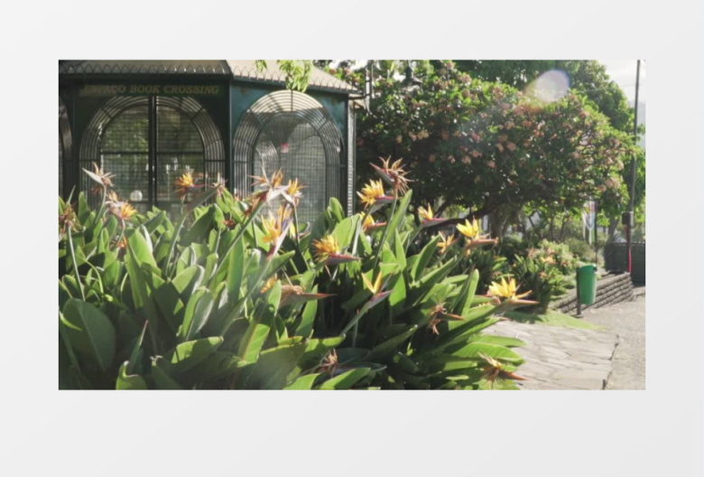 清晨植物花朵展示实拍视频