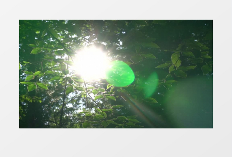 阳光穿过树叶从顶端照射实拍视频
