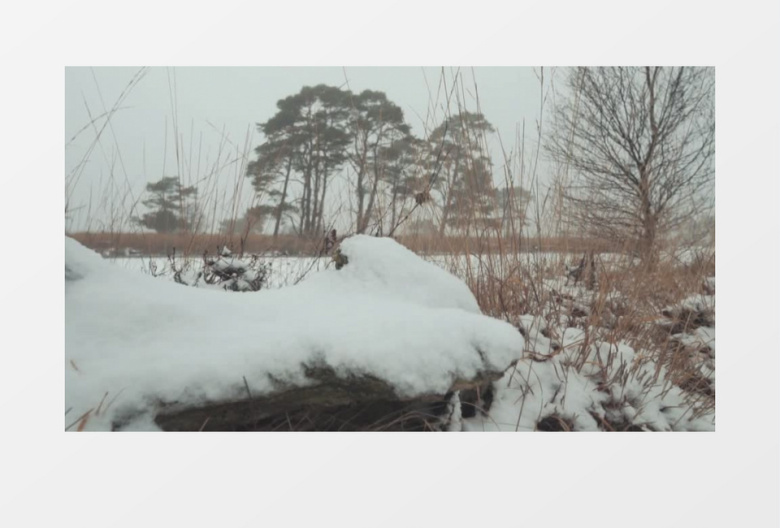 皑皑白雪覆盖森林冬天实拍视频