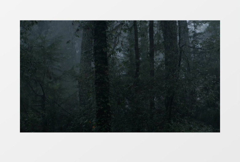 雨下的夜晚迷雾森林实拍视频素材下载_mp4格式_熊猫办公