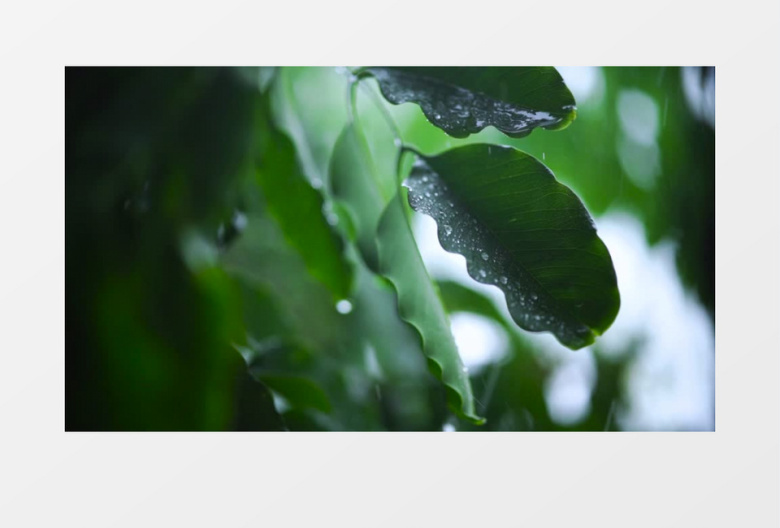 雨水露珠滴答在绿色树叶上实拍高清视频