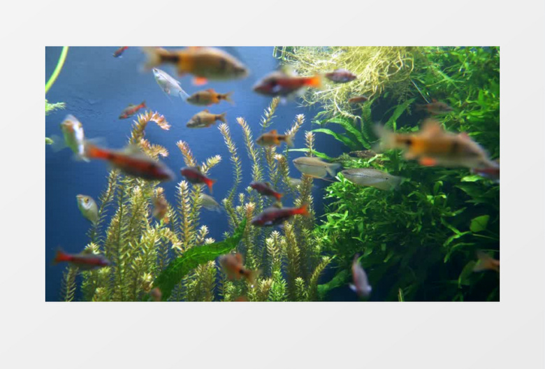 在水中自由自在游走的鱼群实拍视频素材