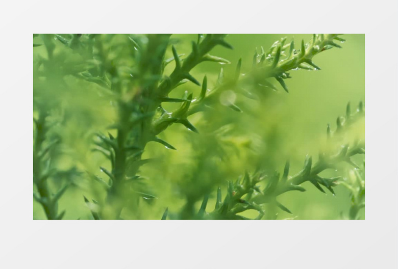 浅焦点背景的被雨淋湿绿色植物实拍视频素材