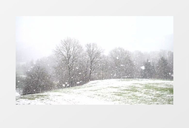 树林中飘落的雪花实拍视频素材