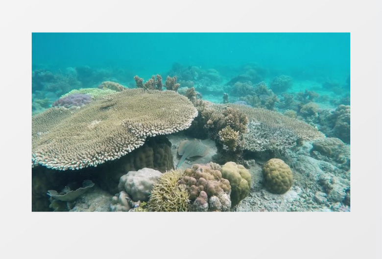 高清拍摄海底生物实拍视频素材