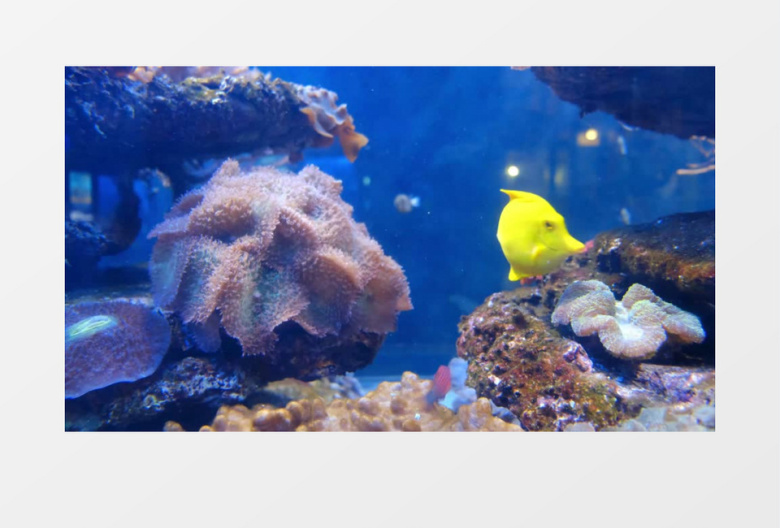 小黄鱼在亲吻海底礁石实拍视频素材