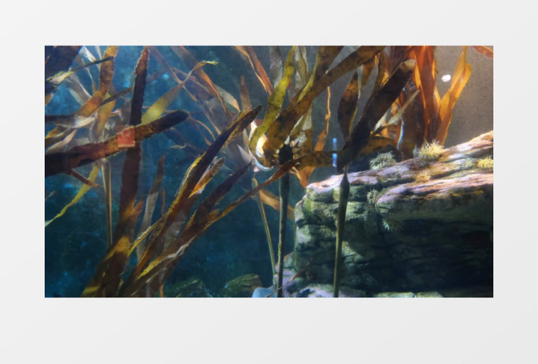 几条大鱼在海底穿梭在海草中间实拍视频素材