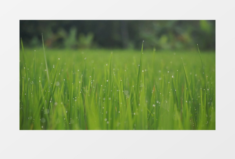 雨后嫩绿的麦苗上沾染着雨滴实拍视频素材