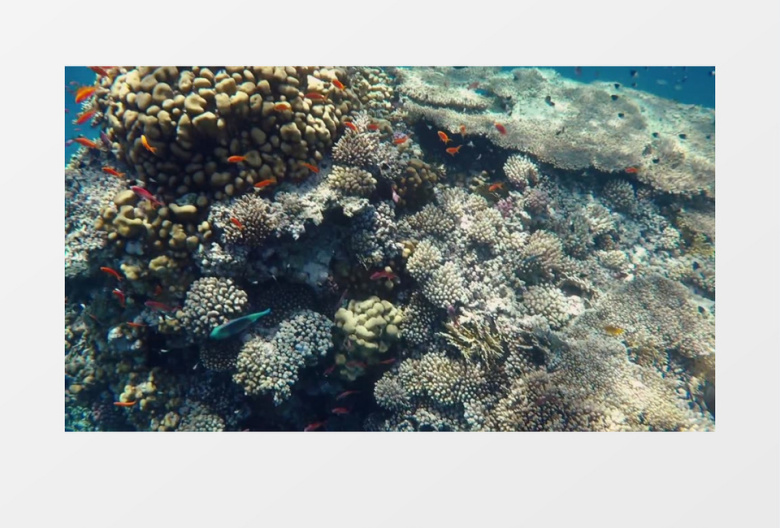 海底穿梭的鱼群实拍视频素材