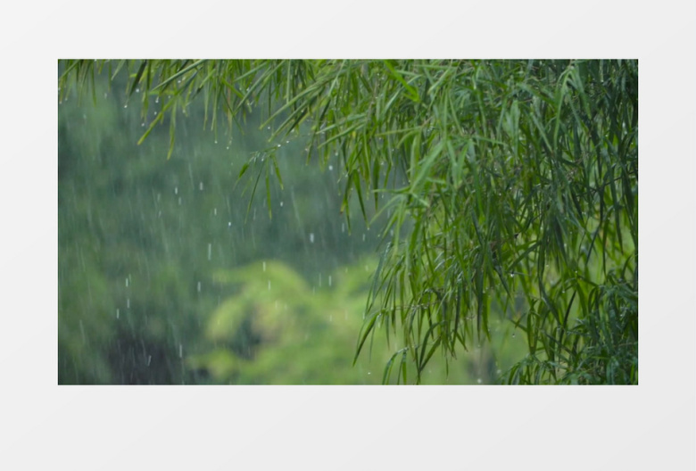 被雨滴压弯了的竹林实拍视频素材