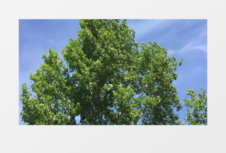 蓝天白云树木近景实拍视频素材