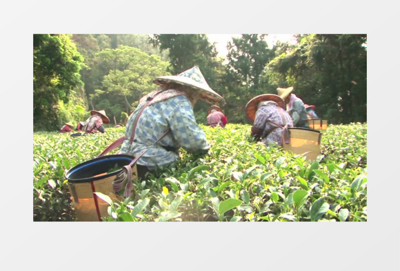 高清实拍一群采茶人顶着烈日全副武装的采茶实拍视频素材