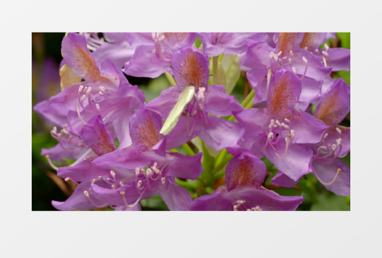 春天鲜花花蕊蝴蝶采花视频素材