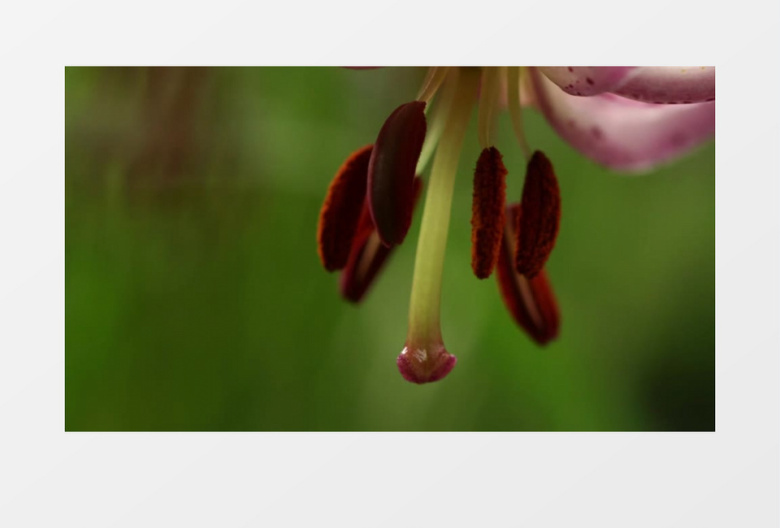 春暖花开实拍视频素材