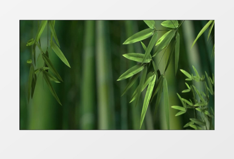 飘逸竹林背景视频素材
