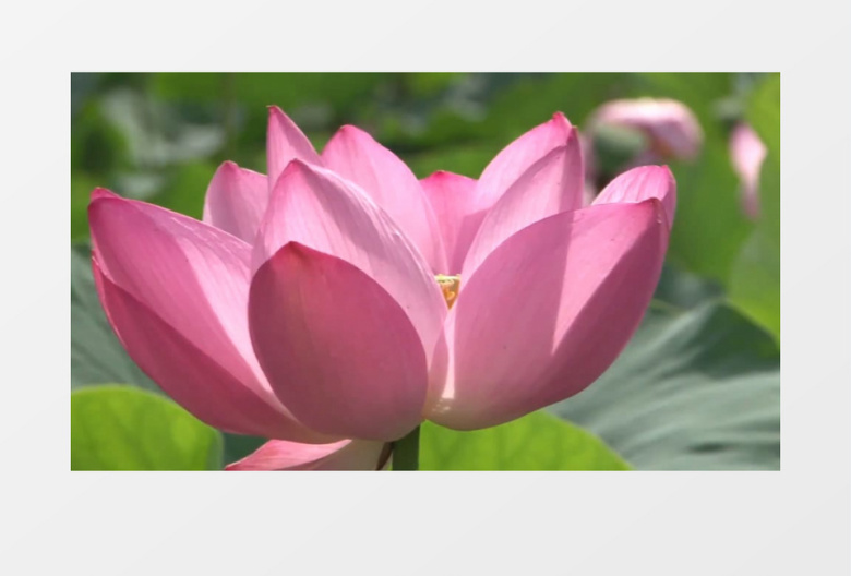鲜艳荷花莲子盘实拍视频素材 