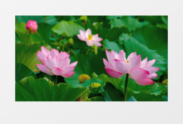 公园鲜艳荷花荷叶实拍视频素材